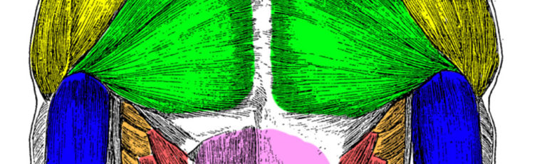 Anatomy TRACK: Lesson 5, Foreshortened Figures · Art Prof